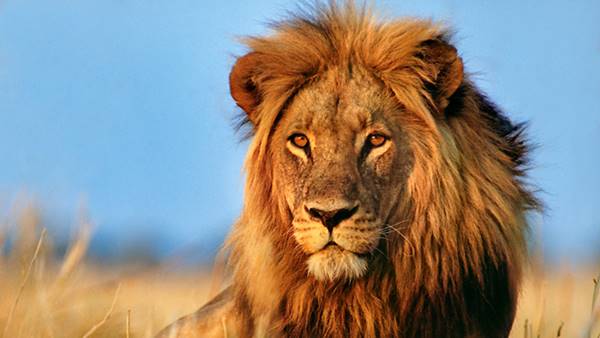 Imposto de Renda 2025